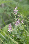 Ramping fumitory